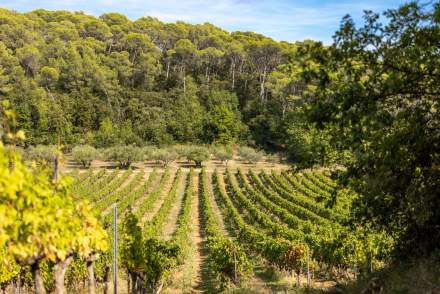 Le vignoble varois : un équilibre subtil entre savoir-vivre et élégante discrétion