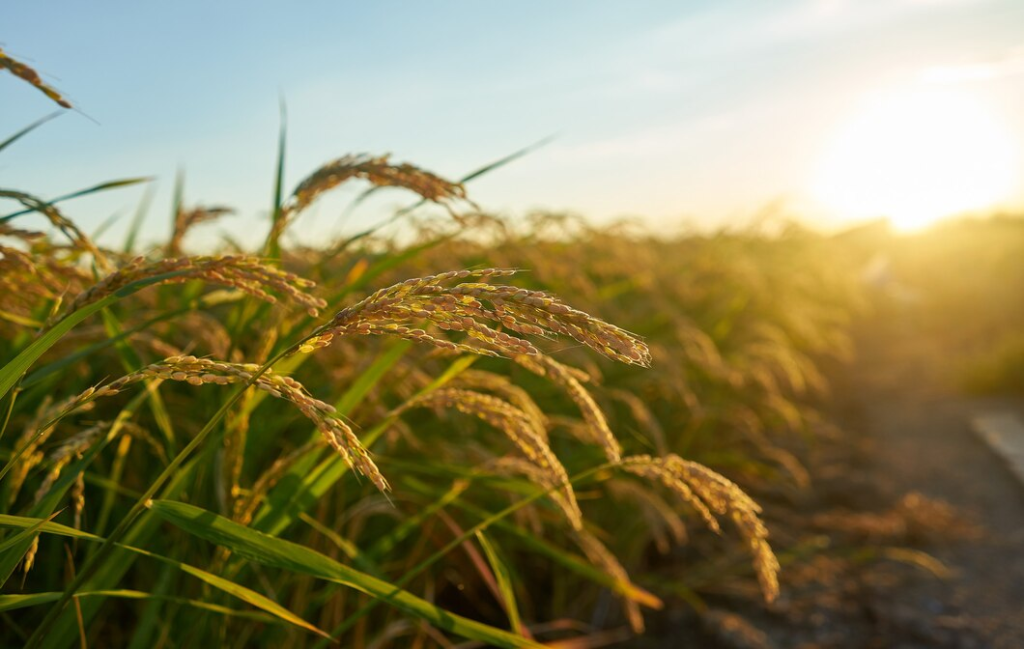 Peut-on manger du riz avec des charançons sans risques pour la santé ?