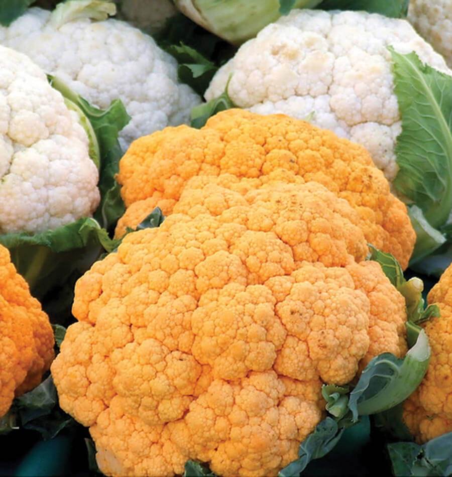 Vérités et mythes : Découvrez si les choux-fleurs orange sont une réalité ou une légende